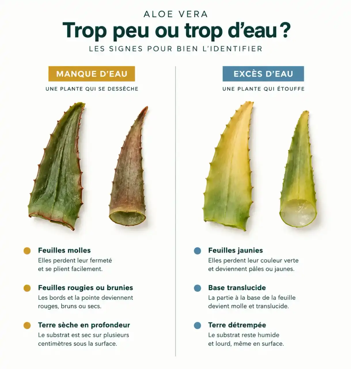 Aloe vera arrosage : comparaison des signes de manque d'eau et d'excès d'eau sur les feuilles