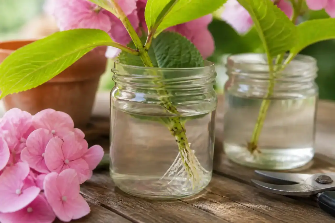Bouturage des hortensias dans l’eau : la bonne tige, l’eau propre et le repiquage au bon moment