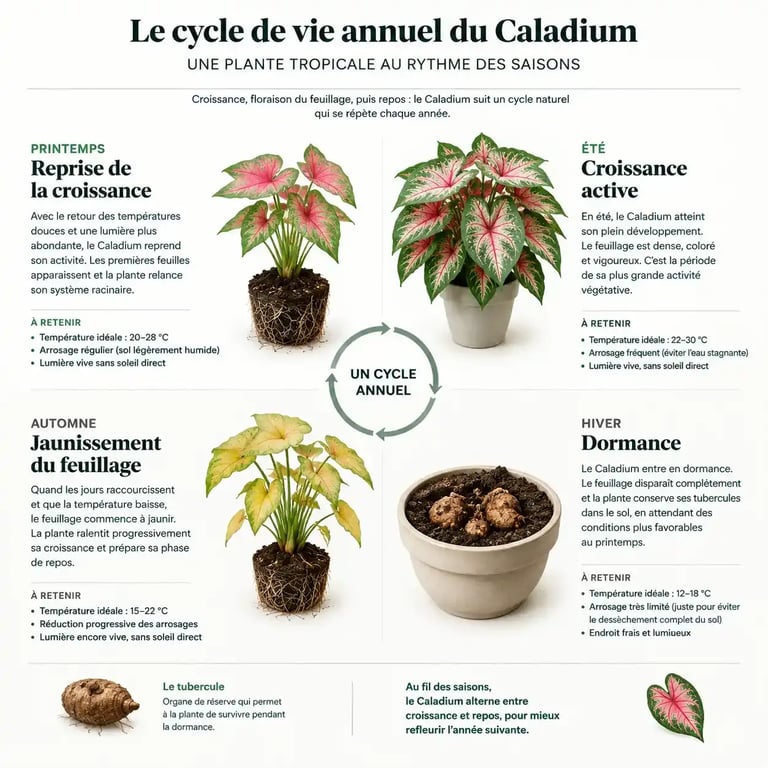 Cycle de vie annuel du Caladium : entretien et dormance